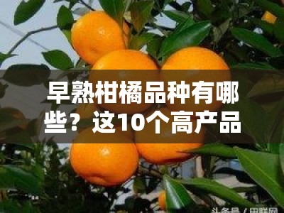 早熟柑橘品种有哪些？这10个高产品种及种植技巧果农必看