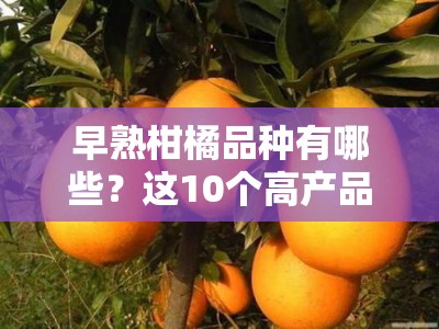 早熟柑橘品种有哪些？这10个高产品种及种植技巧果农必看