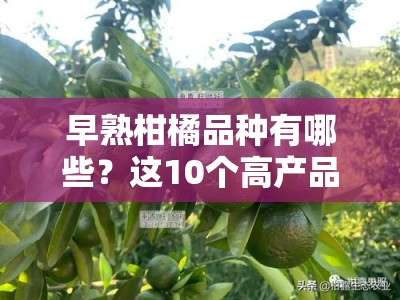 早熟柑橘品种有哪些？这10个高产品种及种植技巧果农必看