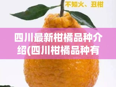 四川最新柑橘品种介绍(四川柑橘品种有哪些)