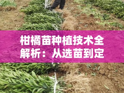 柑橘苗种植技术全解析：从选苗到定植的七大关键步骤