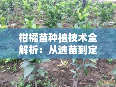 柑橘苗种植技术全解析：从选苗到定植的七大关键步骤