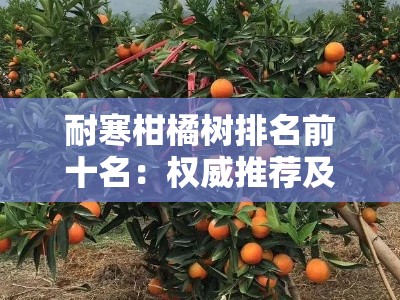 耐寒柑橘树排名前十名：权威推荐及冬季种植必看指南