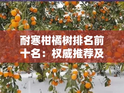 耐寒柑橘树排名前十名：权威推荐及冬季种植必看指南