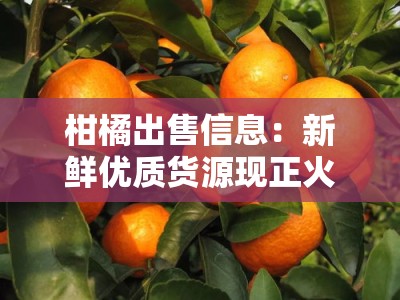 柑橘出售信息:新鲜优质货源现正火热销售中