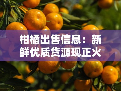 柑橘出售信息:新鲜优质货源现正火热销售中