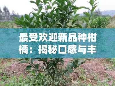 最受欢迎新品种柑橘:揭秘口感与丰产双重优势的柑橘界未来之星