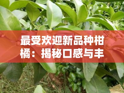 最受欢迎新品种柑橘:揭秘口感与丰产双重优势的柑橘界未来之星