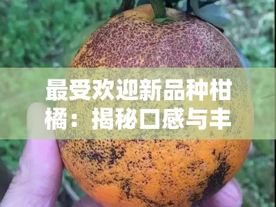 最受欢迎新品种柑橘:揭秘口感与丰产双重优势的柑橘界未来之星
