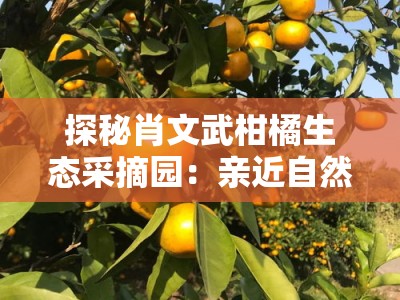 探秘肖文武柑橘生态采摘园:亲近自然乐享田园鲜果