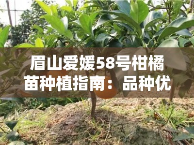 眉山爱媛58号柑橘苗种植指南:品种优势与栽培技术全解析