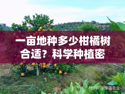 一亩地种多少柑橘树合适?科学种植密度解析与栽培建议