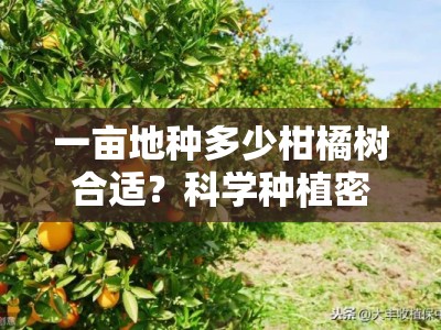 一亩地种多少柑橘树合适?科学种植密度解析与栽培建议