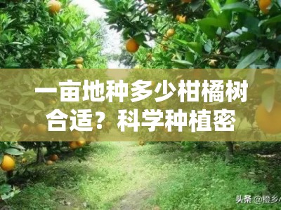 一亩地种多少柑橘树合适?科学种植密度解析与栽培建议