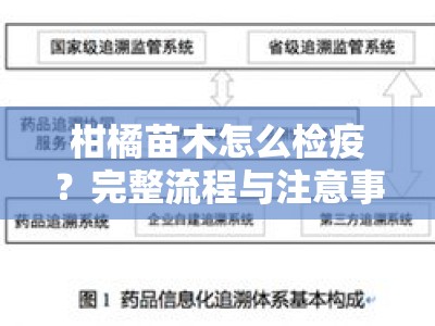 柑橘苗木怎么检疫?完整流程与注意事项全解析