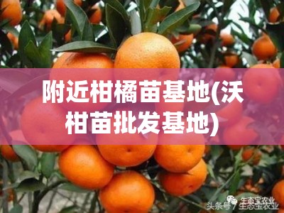 附近柑橘苗基地(沃柑苗批发基地)