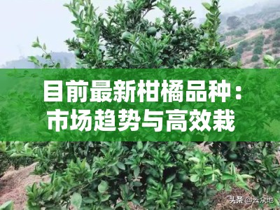 目前最新柑橘品种:市场趋势与高效栽培技术解析