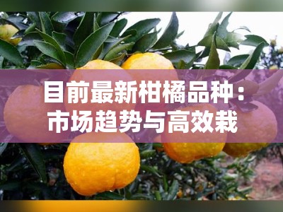 目前最新柑橘品种:市场趋势与高效栽培技术解析