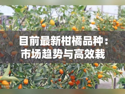 目前最新柑橘品种:市场趋势与高效栽培技术解析