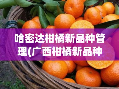 哈密达柑橘新品种管理(广西柑橘新品种)