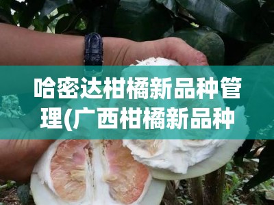 哈密达柑橘新品种管理(广西柑橘新品种)