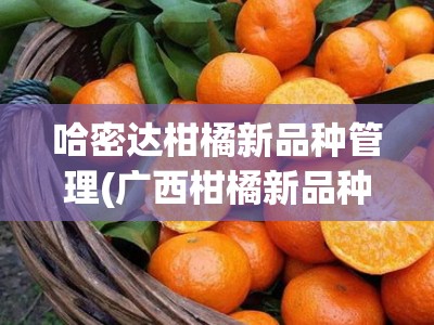 哈密达柑橘新品种管理(广西柑橘新品种)
