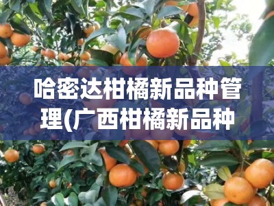 哈密达柑橘新品种管理(广西柑橘新品种)