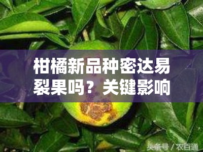 柑橘新品种密达易裂果吗？关键影响因素与科学防治方案解析