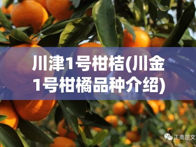川津1号柑桔(川金1号柑橘品种介绍)