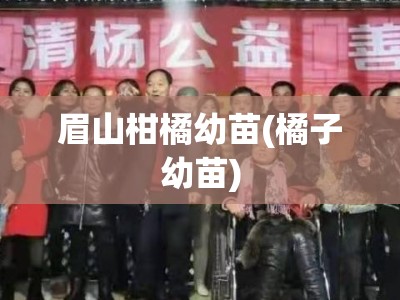 眉山柑橘幼苗(橘子幼苗)