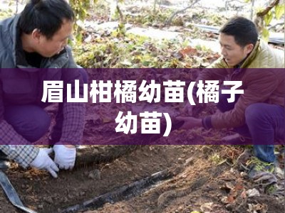 眉山柑橘幼苗(橘子幼苗)