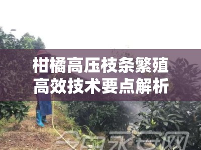柑橘高压枝条繁殖高效技术要点解析：操作步骤与注意事项