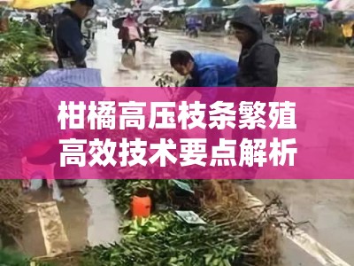 柑橘高压枝条繁殖高效技术要点解析：操作步骤与注意事项