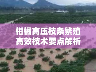 柑橘高压枝条繁殖高效技术要点解析：操作步骤与注意事项