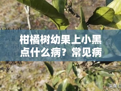 柑橘树幼果上小黑点什么病？常见病害成因与防治措施解析