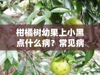 柑橘树幼果上小黑点什么病？常见病害成因与防治措施解析