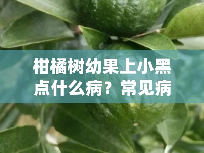 柑橘树幼果上小黑点什么病？常见病害成因与防治措施解析