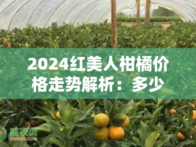 2024红美人柑橘价格走势解析：多少钱一斤？产地行情与市场供需预测