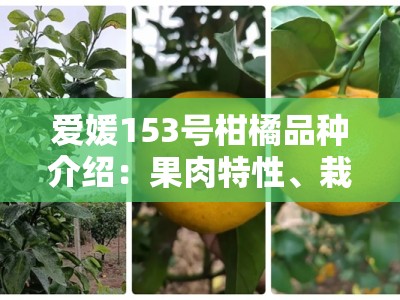 爱媛153号柑橘品种介绍：果肉特性、栽培技术与市场价值深度解析