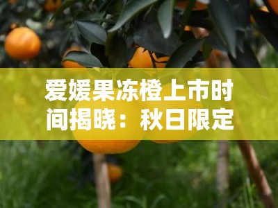 爱媛果冻橙上市时间揭晓：秋日限定果香甜蜜来袭