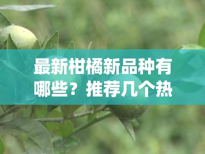 最新柑橘新品种有哪些？推荐几个热门柑桔新品种(柑橘十大优良品种)