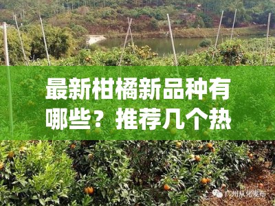 最新柑橘新品种有哪些？推荐几个热门柑桔新品种(柑橘十大优良品种)