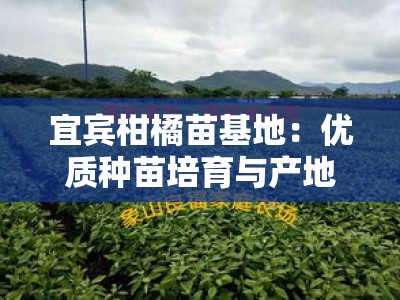 宜宾柑橘苗基地：优质种苗培育与产地直供一站式服务中心