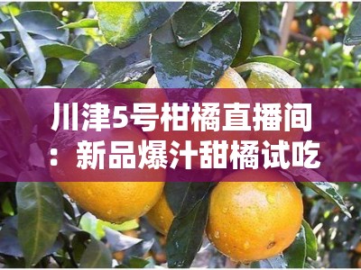 川津5号柑橘直播间：新品爆汁甜橘试吃大会，果农直供限时特惠