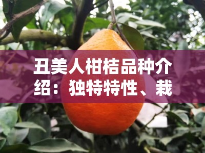 丑美人柑桔品种介绍：独特特性、栽培技术与市场前景解析