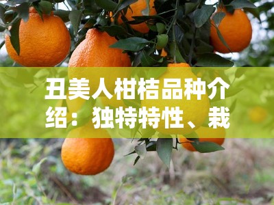 丑美人柑桔品种介绍：独特特性、栽培技术与市场前景解析