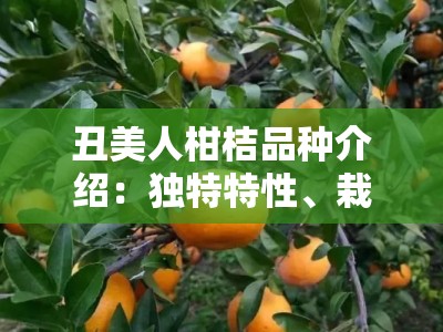 丑美人柑桔品种介绍：独特特性、栽培技术与市场前景解析