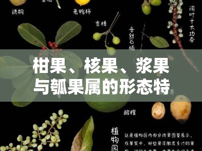 柑果、核果、浆果与瓠果属的形态特征及分类演化研究