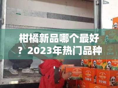 柑橘新品哪个最好？2023年热门品种对比评测与推荐