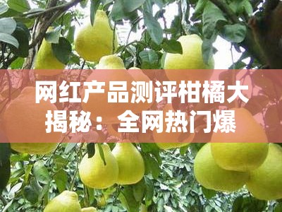 网红产品测评柑橘大揭秘：全网热门爆款品种深度实测与口感对比